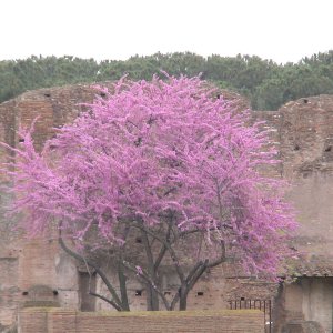 schner Baum