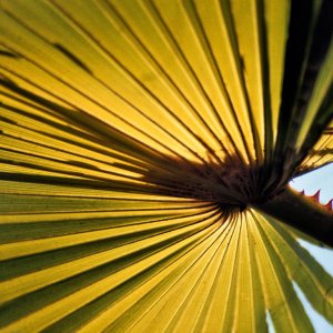 Palmen in den Grten vom Palatin