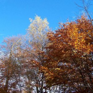 Herbstspaziergang im Siebengebirge