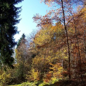 Herbstspaziergang im Siebengebirge