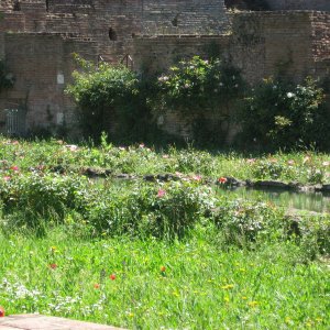 Forum Romanum4