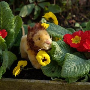 Leo im heimischen Blumenkasten