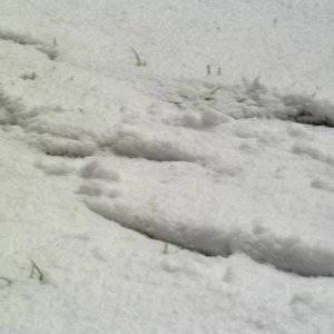 Spur im rmischen Schnee