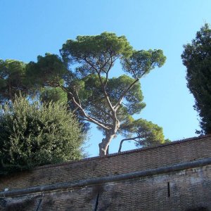 Am Gianicolo, Viale delle Mura Aurelie