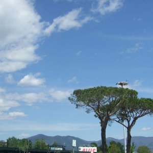 Pisa Flughafen