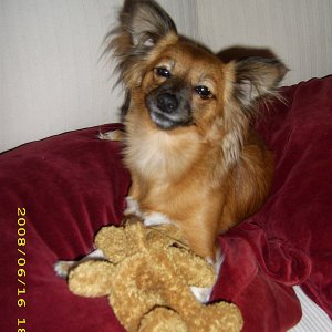 Yangi und Teddy