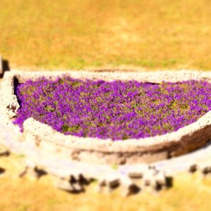 Palatin - Blumenbeet im Hippodrom