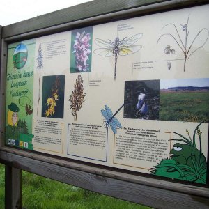 Fahrt durchs Hohe Venn, Juni 2008