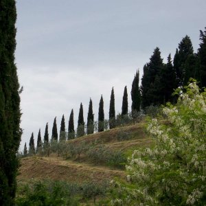 Montepulciano - Madonna di San Biagio