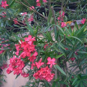 Oleander