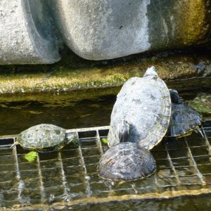 Ladispoli, Piazza mit Schildkrtenbrunnen