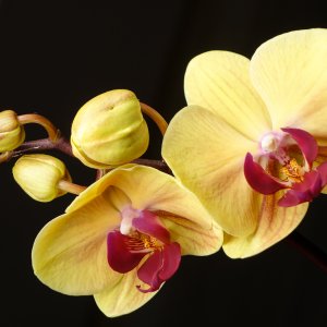 Orchideenblte