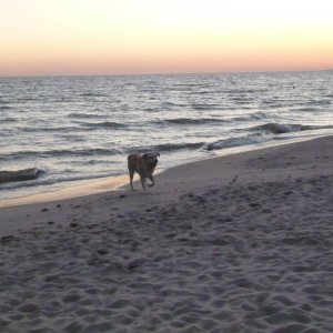 Spiaggia di Fregene