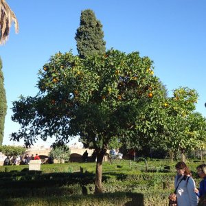 Orangenbume auf dem Palatin