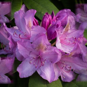 Rhododendron 2013