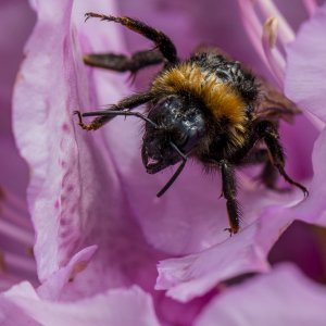 Hummel mit Pelzkragen