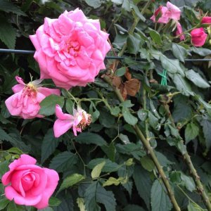 Rosen im Parco di Roseto