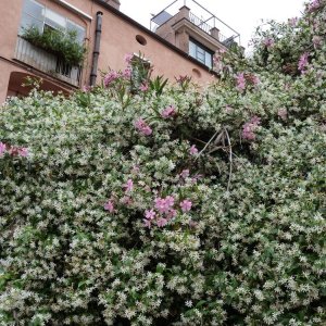 Bltenpracht in Trastevere