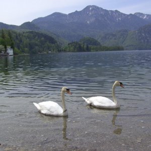 Kochelsee