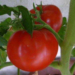 tomaten_2013_I