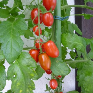 tomaten_2013_VI