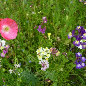 Blumen in der Normandie