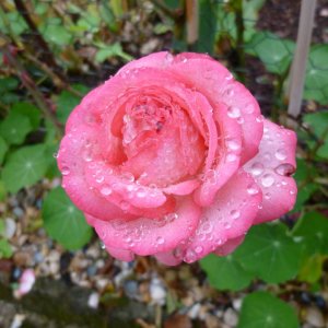 Rose im September