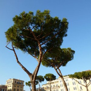 Largo di Torre Argentina