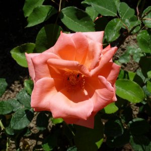 La Rosa di Chiostro