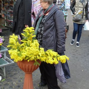 Le mimose