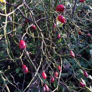 November-Garten