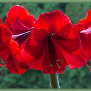 Amaryllis im Gegenlicht