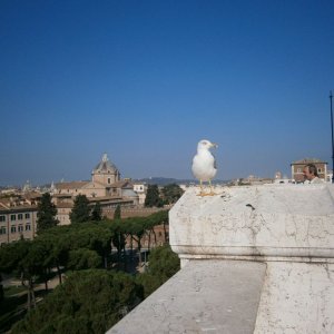 Blick vom Vittoriano