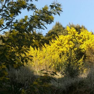 Mimosen am Nemisee