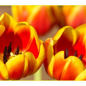 Tulpen Frhlingsfarben