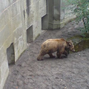 Bern - Die Bren im Brengraben