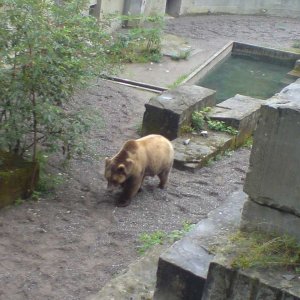 Bern - Die Bren im Brengraben