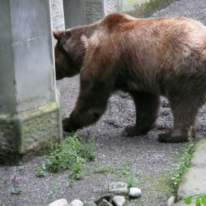 Bern - Die Bren im Brengraben