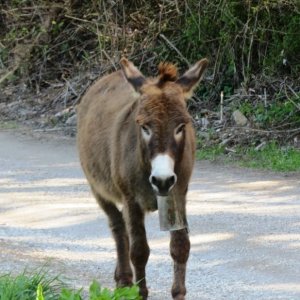 Esel an der Via Appia