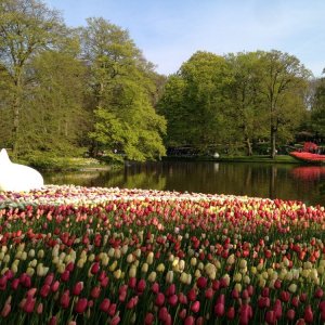 Keukenhof