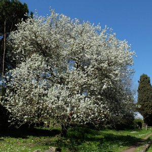 Via Appia antica