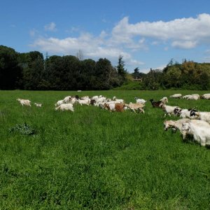 Via Appia antica, Herde