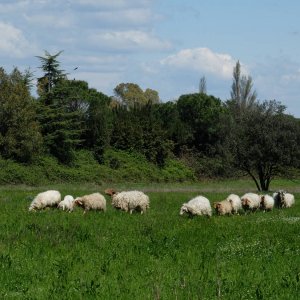 Via Appia antica, Herde