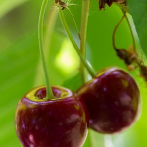 Kirschen aus meinem Garten