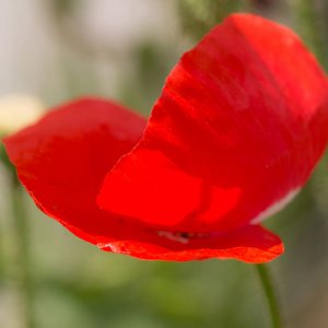 Farbkleks namens Klatschmohn