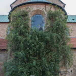 Hildesheim Dom tausendjhriger Rosenstock