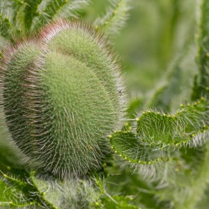 Garten und drum herum