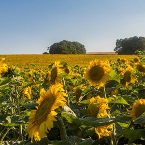 Sommer 2016