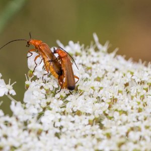 Sonntagsspaziergang Juli 2016