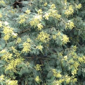 Mimosen auf Madeira